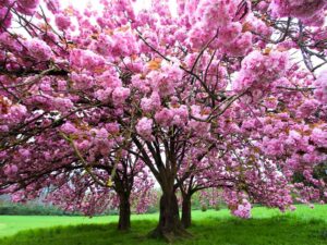 Arbres à fleurs