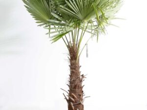 Trachycarpus fortunei C 80/+ TRONC